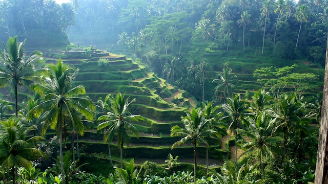 Bali-Ubud-Reisterrassen