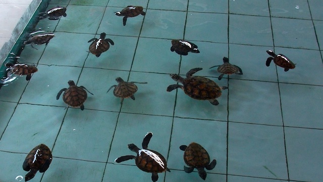 Pemuteran-Schildkröten
