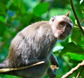 Affenwald Ubud Monkey Forest