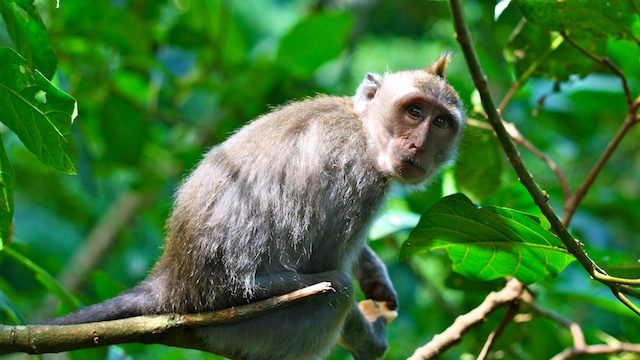 Affenwald Ubud Monkey Forest