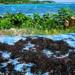 Bali Algenfarm Lembongan