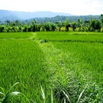 Reisfelder auf der Bali Indonesien Reise