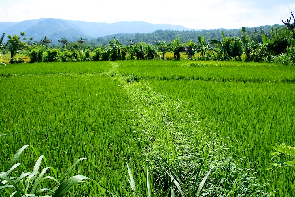 Reisfelder auf der Bali Indonesien Reise
