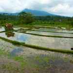 Reisfeld Bali Reisen