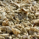 Korallen Gili Inseln