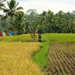 Ubud Bike Tour